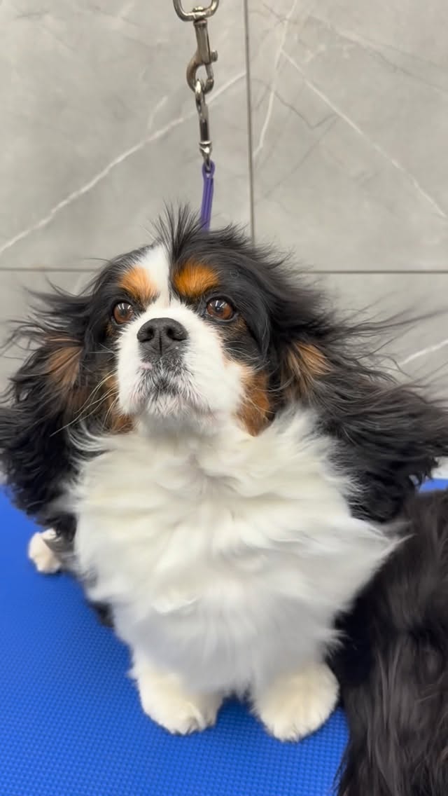 Sophie, Audrey, Grace, and Henry came in for the ultimate spa day and they got all the pampering the