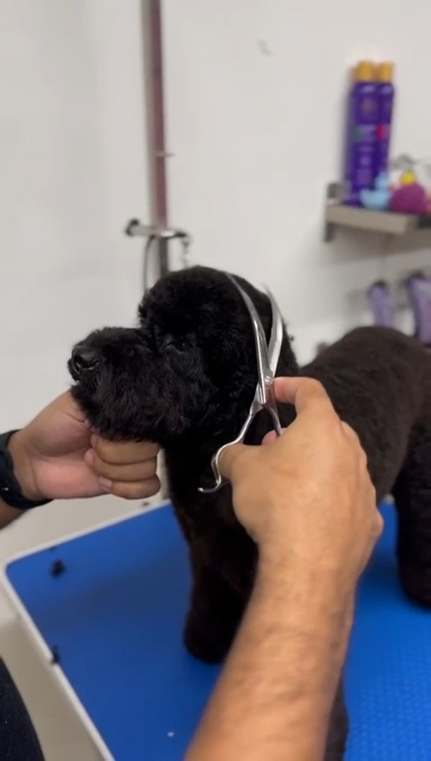 Looking sharp and feeling fresh! ✂️🐾 This little one is getting the royal treatment at The Pet Spa 