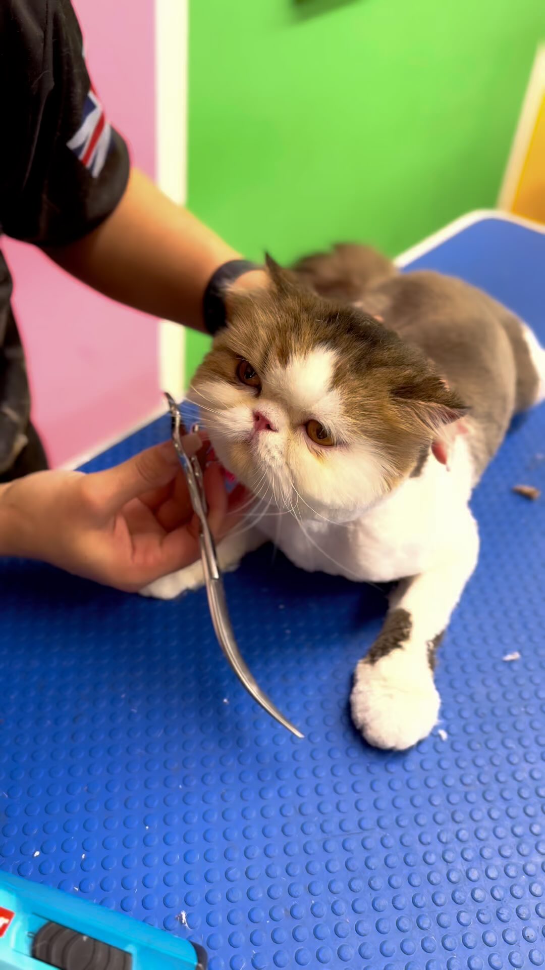 ✨ Meet this adorable kitty showing off a fresh Ted bear cut! 🐻✂️ At our pet spa, we make sure every