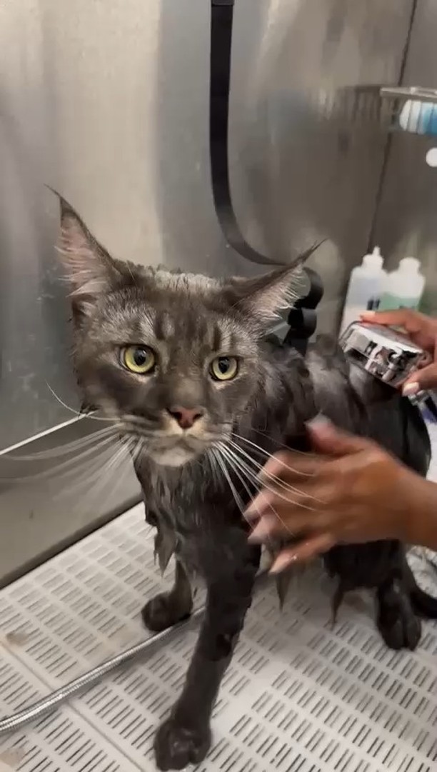 Even the fiercest felines need a little pampering! 🐾🛁 Our Maine Coon guest at The Pet Spa London i