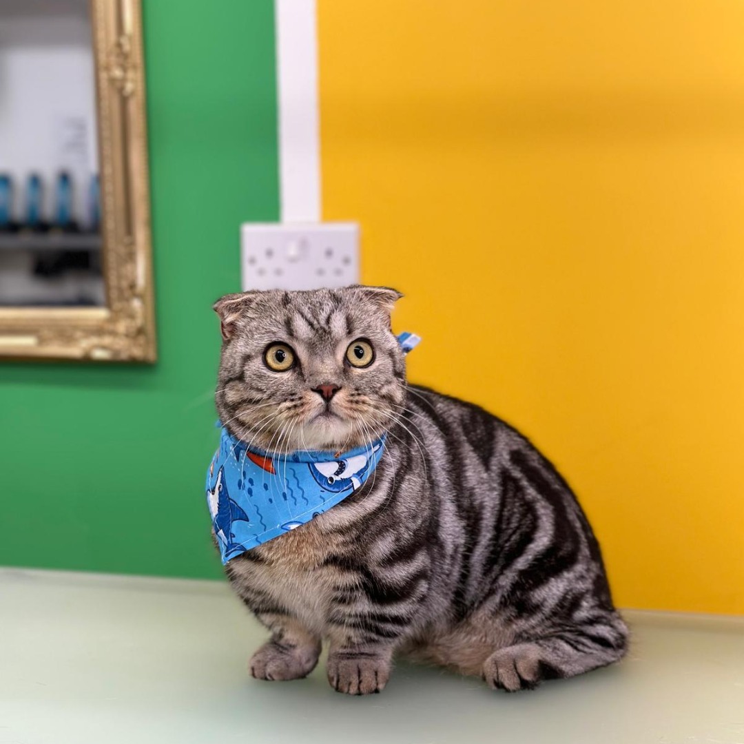 Check out this dapper kitty after a fresh grooming session! 😸✨ Looking sharp and rocking that banda