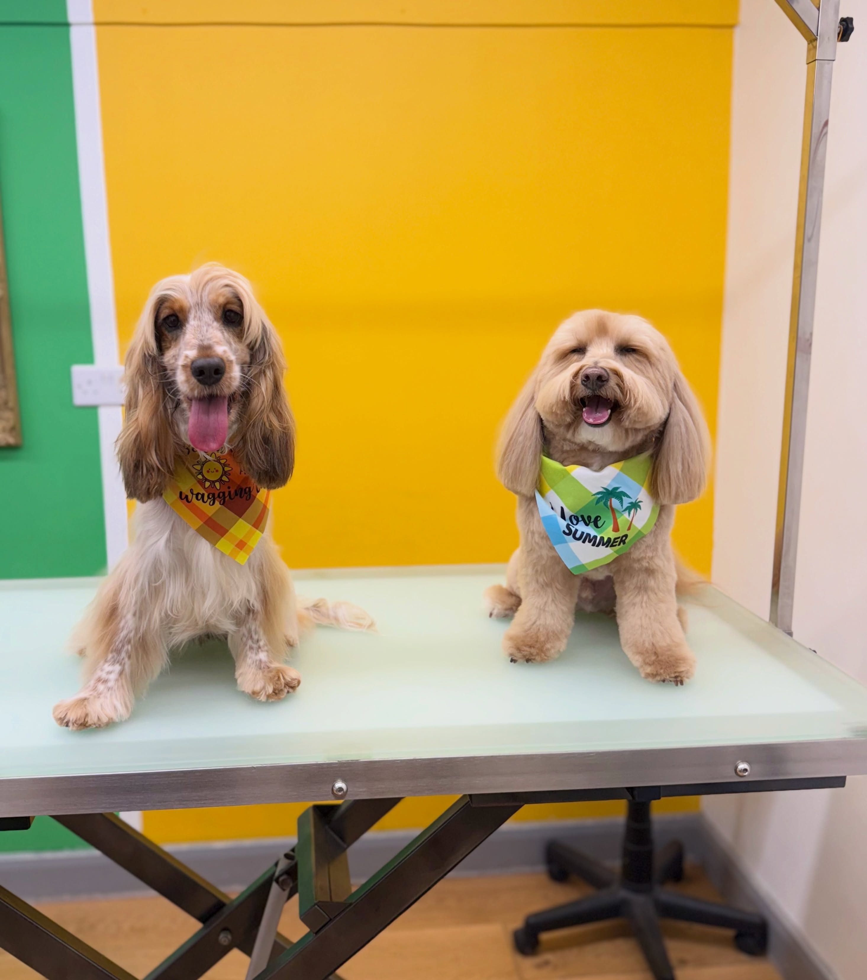 ☀️ Keep your pup cool this summer! ❄️🐶

We have air conditioning in both of our shops, so your furr