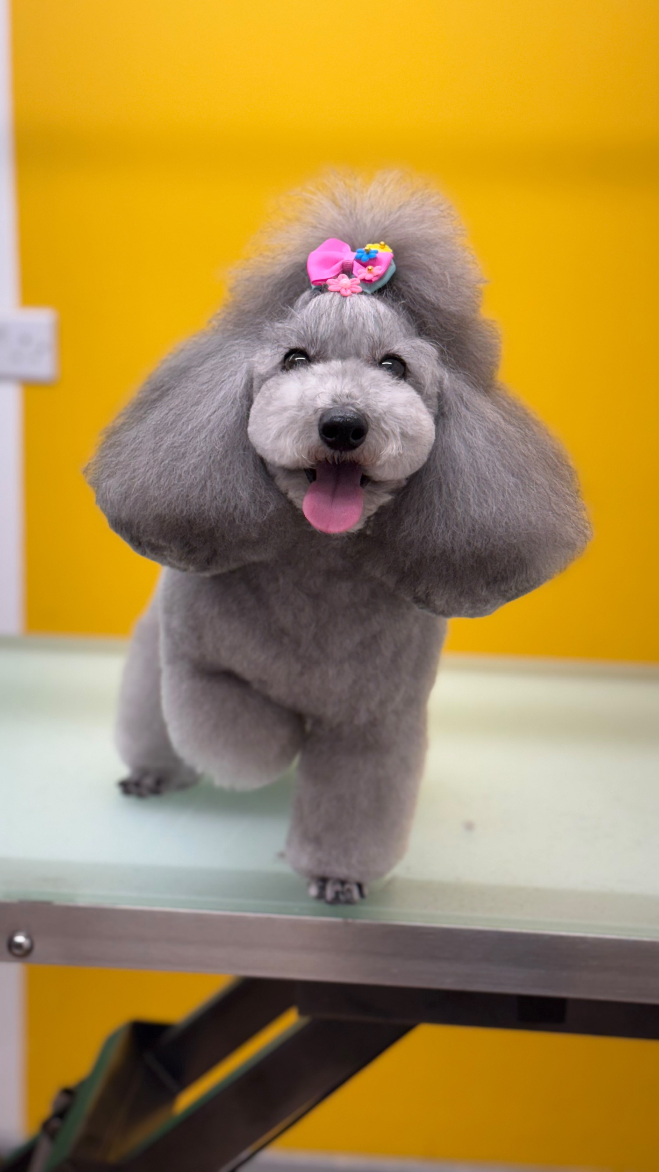 Tequila loves her grooming days because it’s her time to shine! ✨