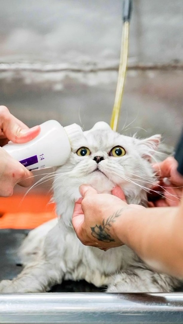 From messy to majestic! 🛁✨ Watch this kitty’s transformation as they go through every step of their
