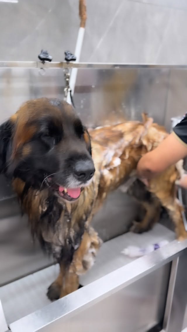 Busy morning at The Pet Spa London ✨🐶🛁
#leonbergers #petgrooming #petpampering