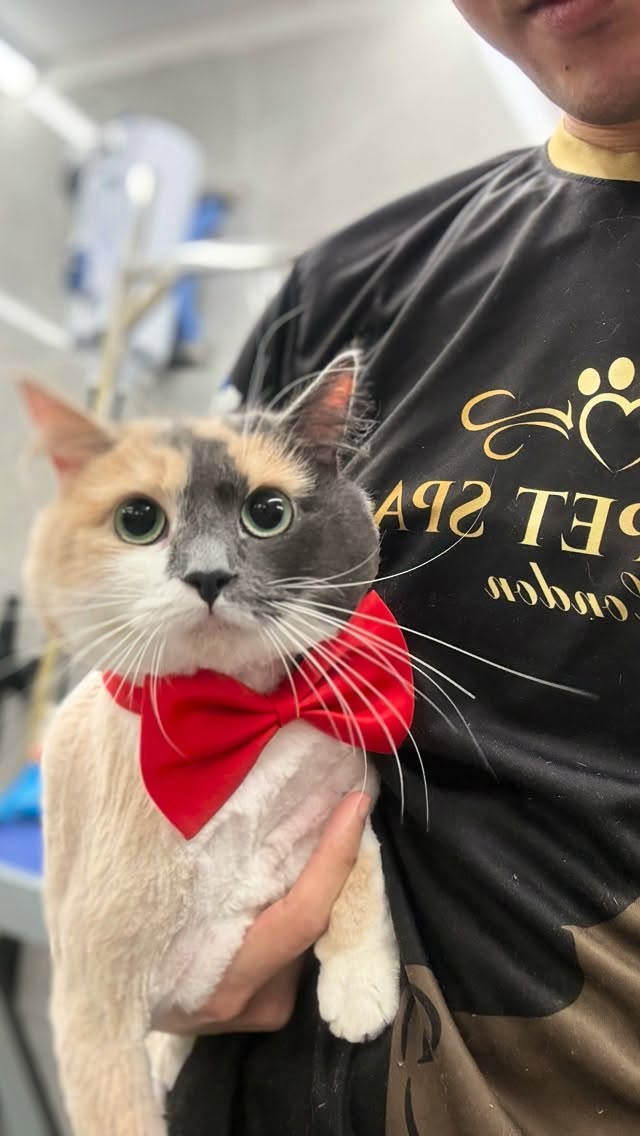 Today we had not one… but six cats from the same family in for their Lion Cuts — Leo, Pia, Cakir, Co